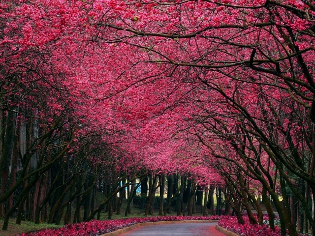 Аллея под розовыми цветами