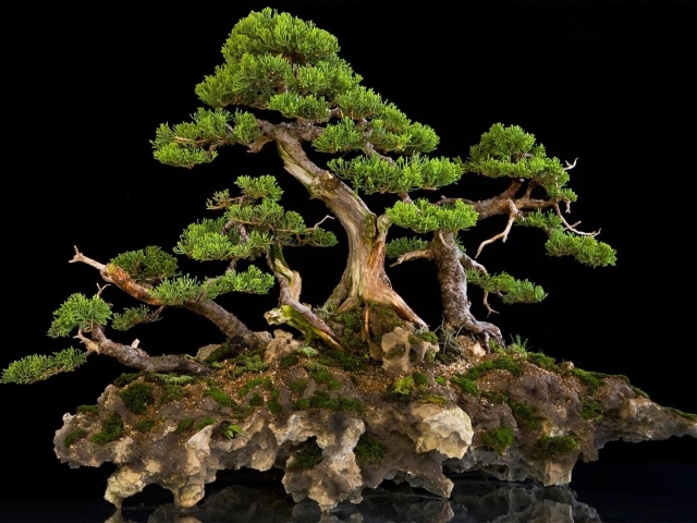 Красивый бонсай на черном фоне