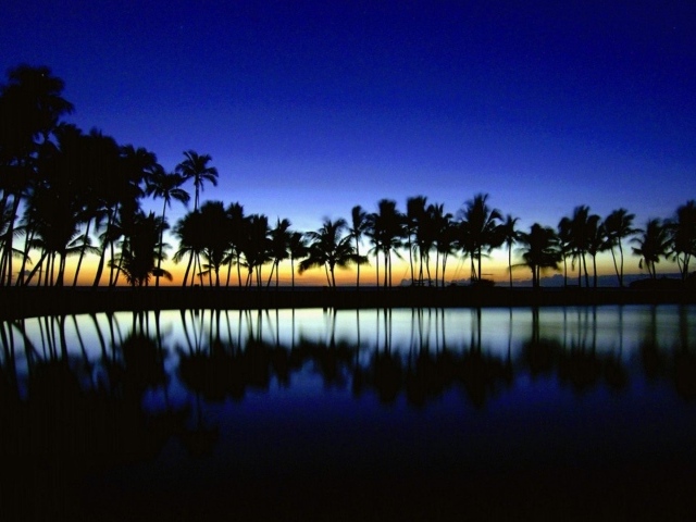 Темные силуэты пальм на фоне неба