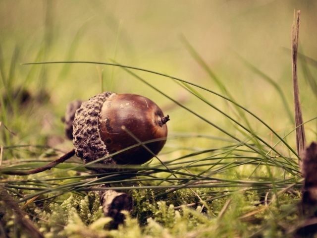 Коричневый желудь на траве