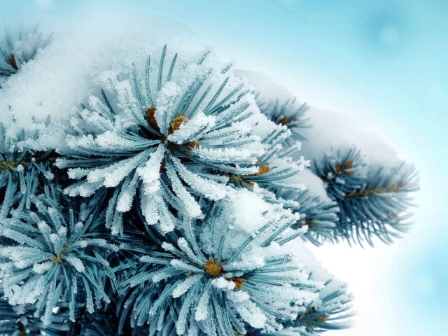 Елку припорошило снегом