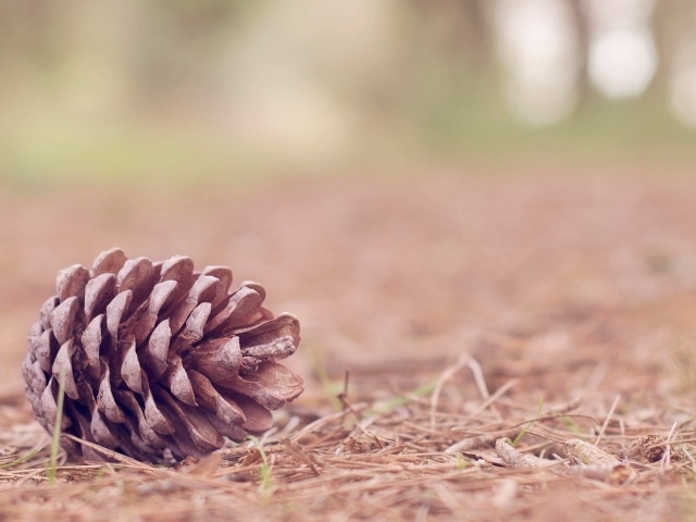 Еловая шишка на земле в лесу