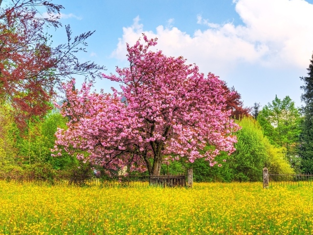 Плодовое дерево покрыто цветами