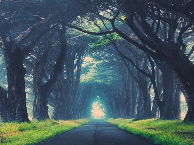 Могучие деревья образуют арку над дорогой