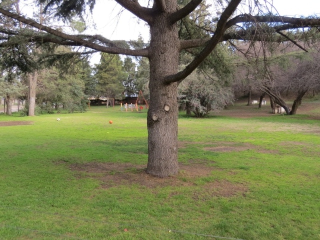 Старое дерево в саду