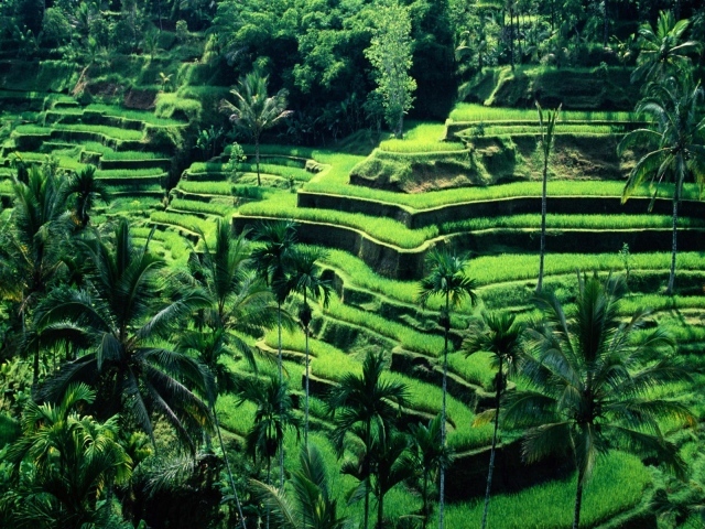 Рисовые поля на террасах