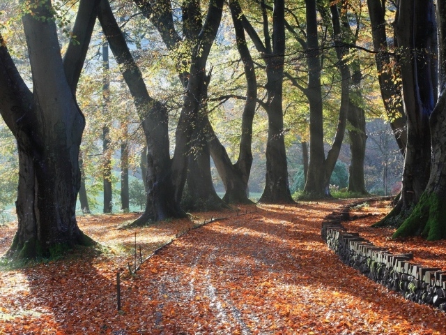 Поворот аллейки, усыпанной листьями