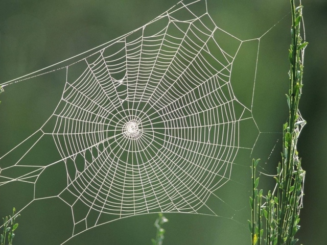 Паутина между двух зеленых стеблей