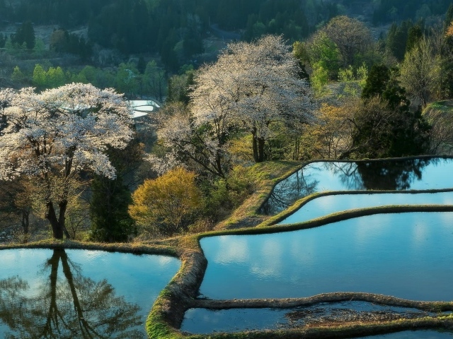 Террасы покрытые водой и цветущие деревья