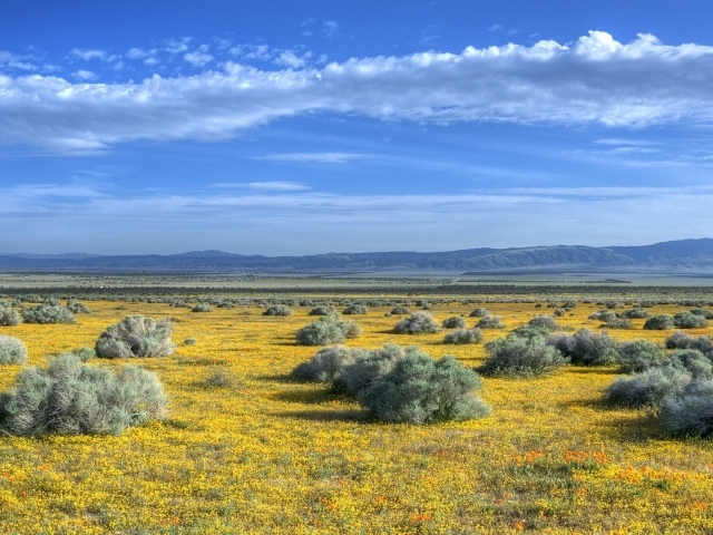 Растительность на равнине в предгорье