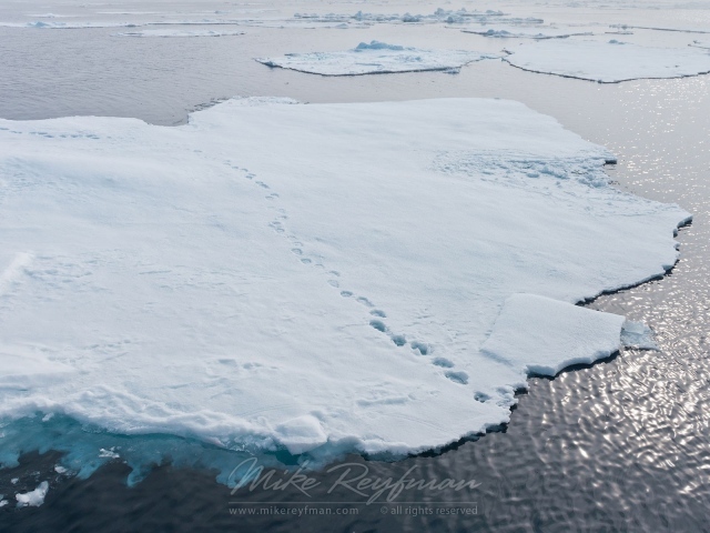 Следы зверей на отколовшихся льдинах