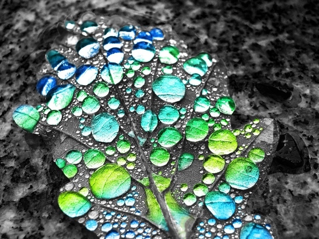 Капли воды показывают цвет листа