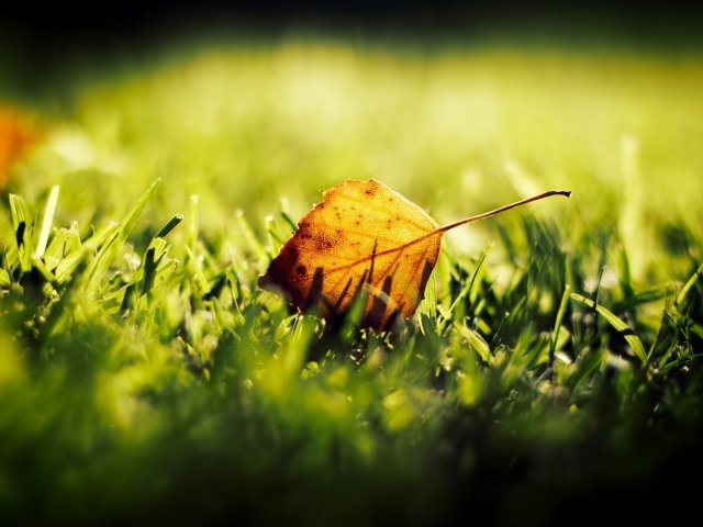 Желтый лист на зеленой траве