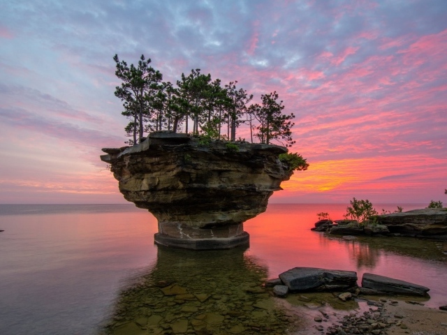 Растения на плоской прибрежной скале