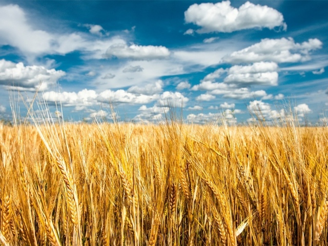 Облака над полем пшеницы