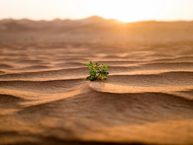 Одинокий зеленый росток среди пустыни