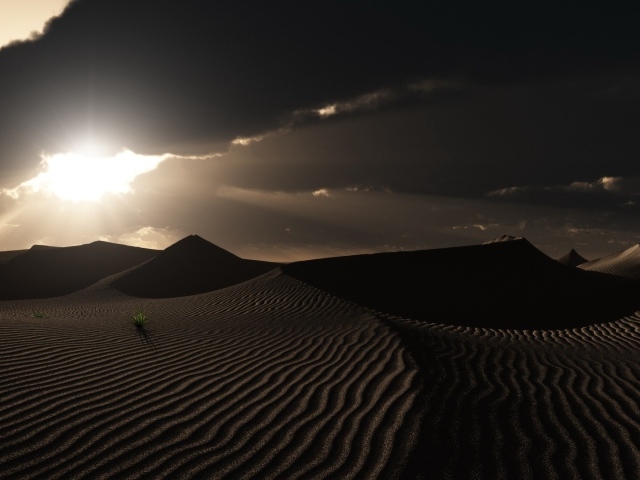 Одинокие растения в пустыне