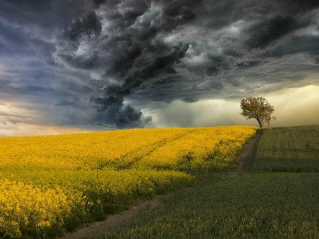 Цветущее поле на фоне грозы