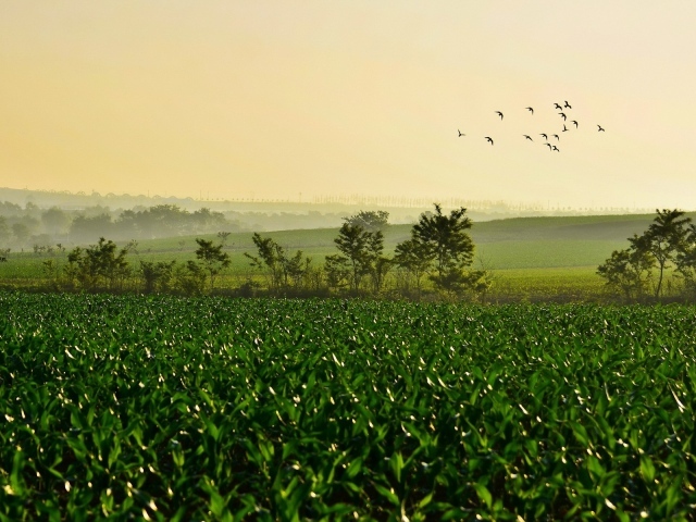Поле молодых ростков чая