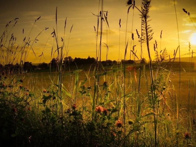 Полевая трава на фоне заката