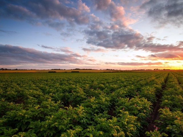 Зеленое сельское поле