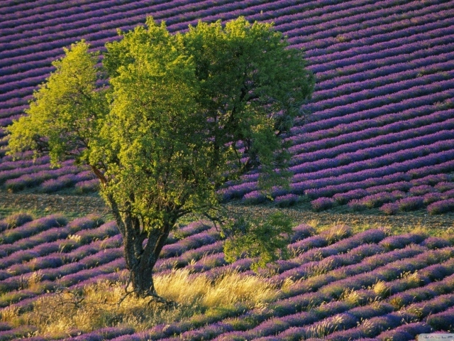 Зеленое дерево среди поля с лавандой