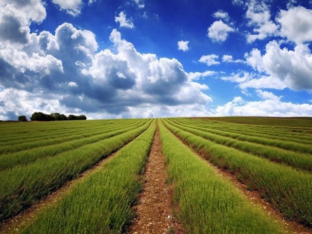 Аккуратные ряды молодой лаванды