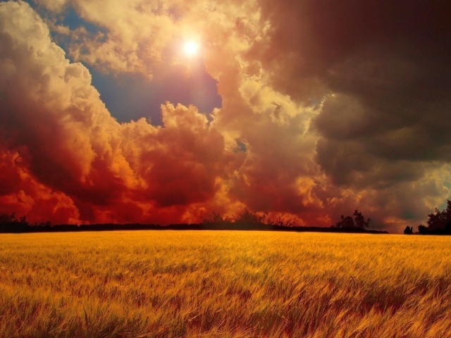 Оранжевое небо над полем пшеницы