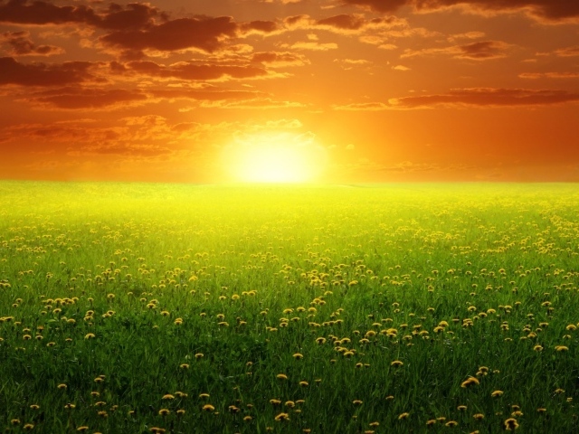 Восход солнца над полем одуванчиков