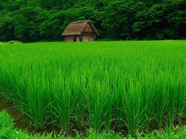 Нежная зелень рисовых полей