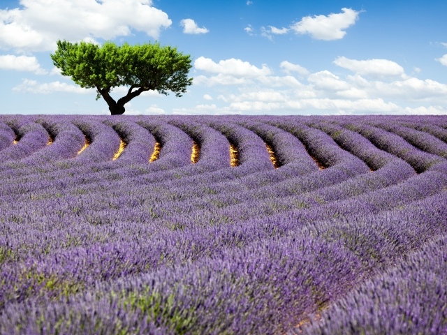Дерево на поле лаванды