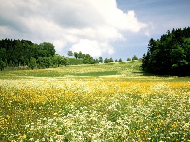 Белые и желтые цветы на поле среди деревьев