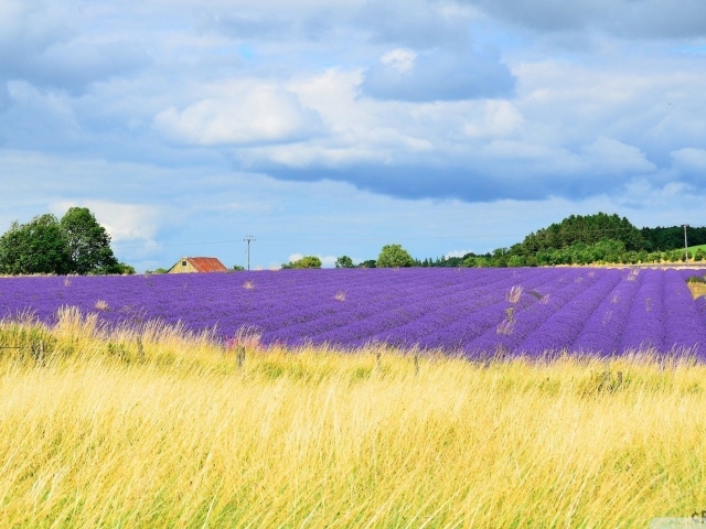 Желтое поле переходит в цветы лаванды