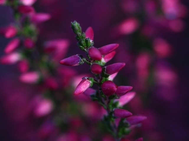 Кисточка розовых бутонов готова раскрыться