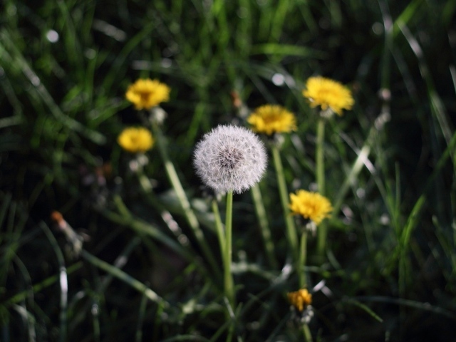 Одуванчики в поле
