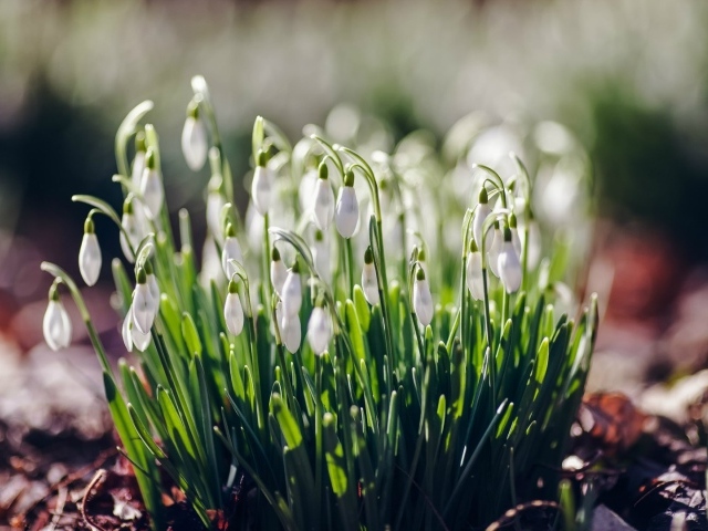 Нежные подснежники Галантус