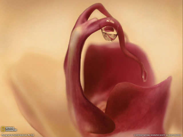 Капля на цветке орхидеи