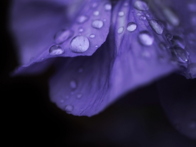 Капли росы на лепестке фиолетового цветка