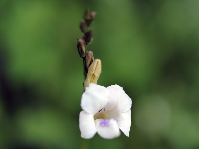 Цветок только что распустился