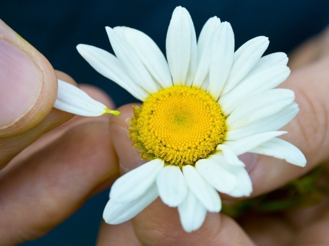 Гадание на цветке ромашки