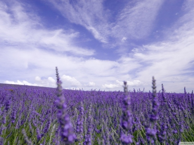 Цветы лаванды под облачным небом