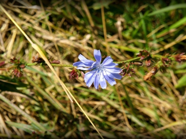 Одинокий голубой цветок цикория