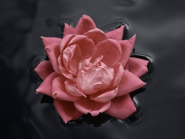 Розовая роза в воде