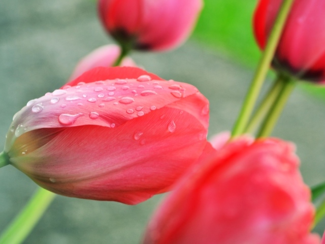 Розовый тюльпан после дождя