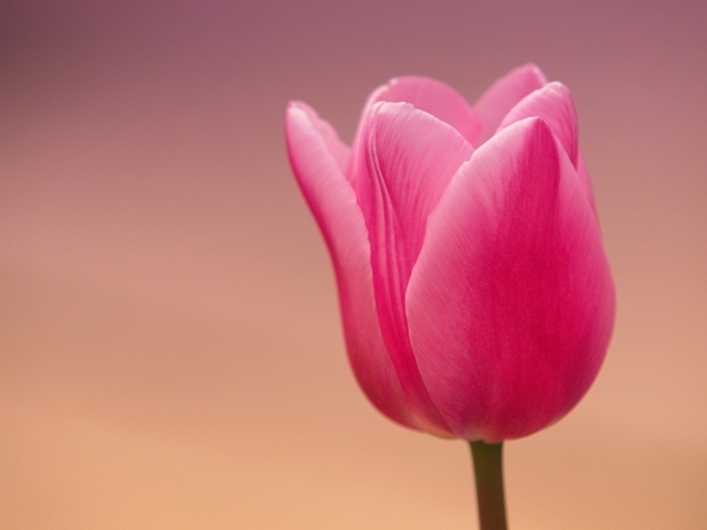 Розовый тюльпан на розовом фоне