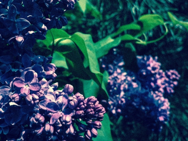 Сиреневые бутоны цветов сирени