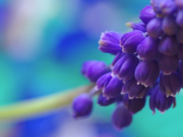 Фиолетовые цветы собраны в кисть