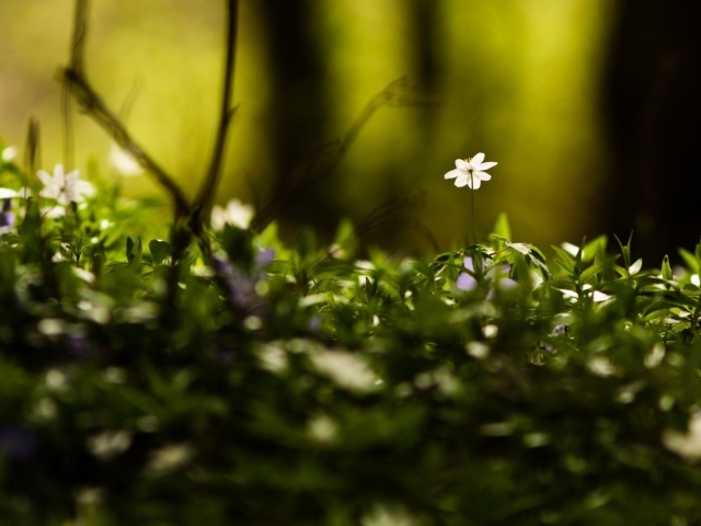 Маленькие белые цветы среди зелени в лесу