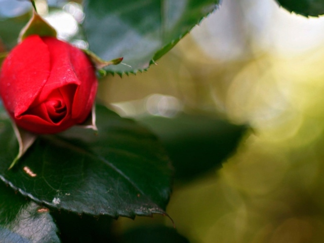 Нераскрывшийся бутон красной розы