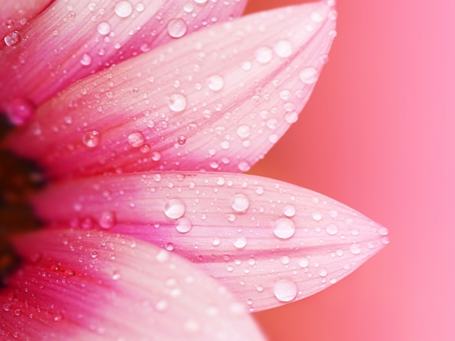 Влажные лепестки розового цветка